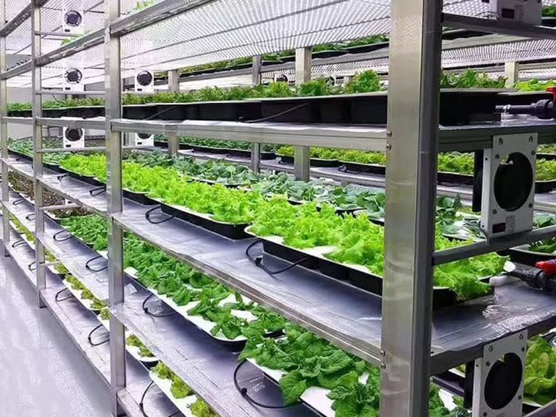 草莓免费视频  草莓免费视频室
