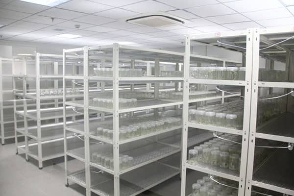 草莓免费视频架