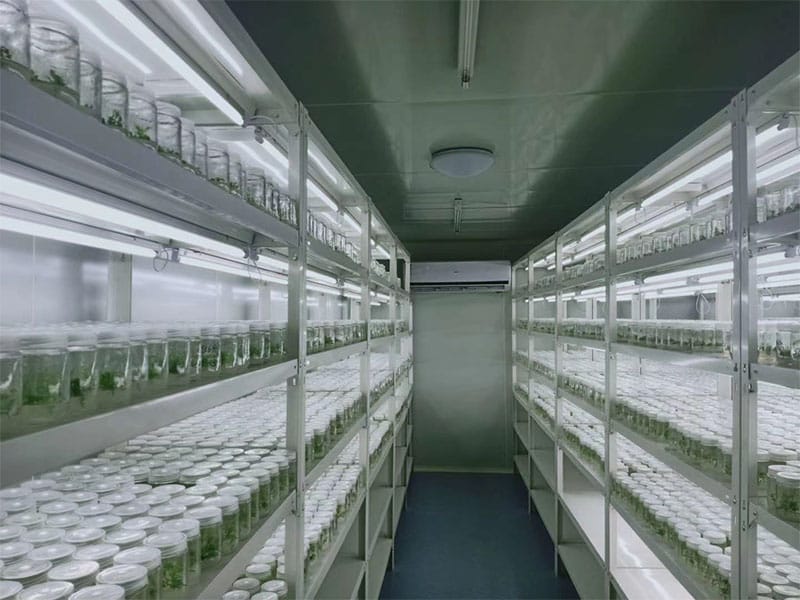 草莓免费视频  草莓免费视频架