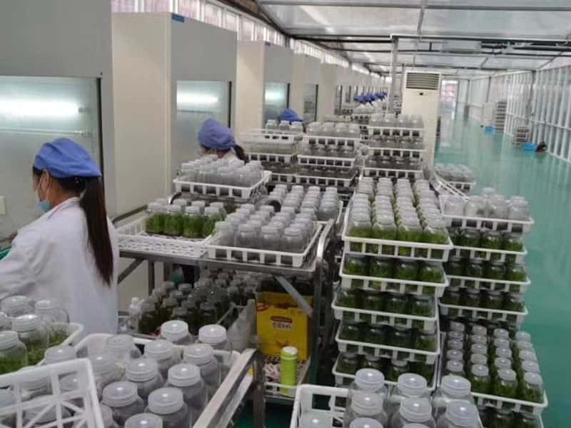 草莓免费视频设备