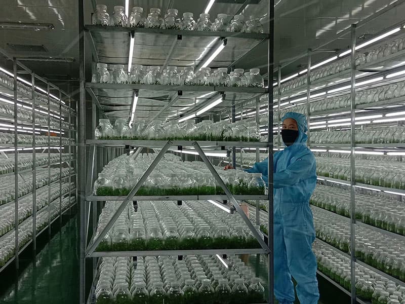 草莓免费视频  草莓免费视频架
