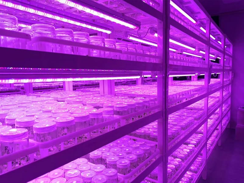 草莓免费视频  草莓免费视频架