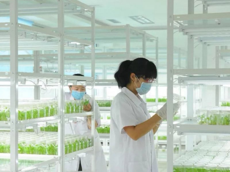 草莓免费视频  草莓免费视频架