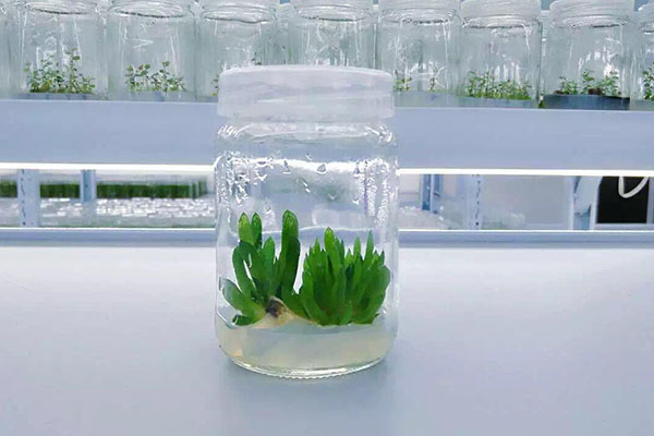 植物草莓免费视频