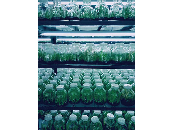 植物草莓免费视频