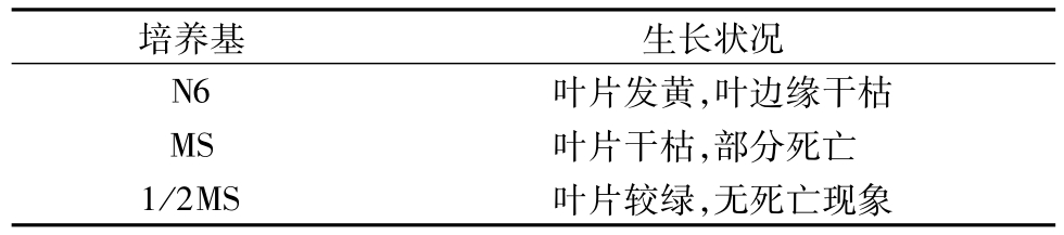 草莓免费视频架
