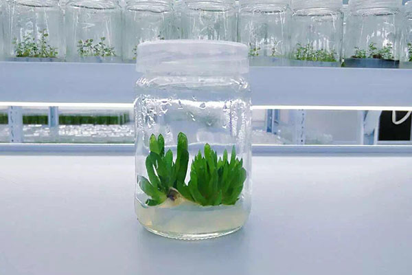 植物草莓免费视频