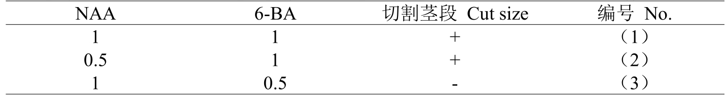 草莓免费视频室设计