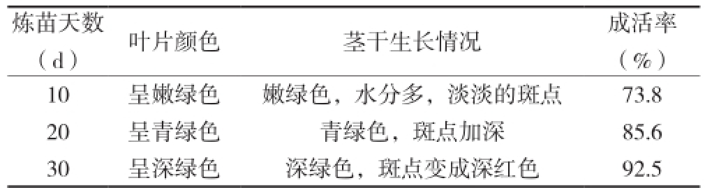 草莓免费视频室设计