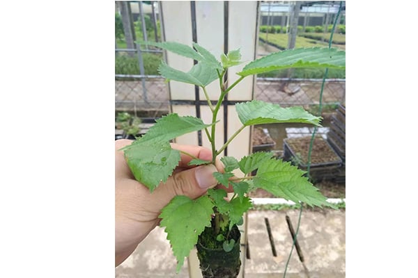 草莓免费视频
