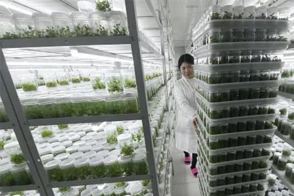 植物草莓免费视频