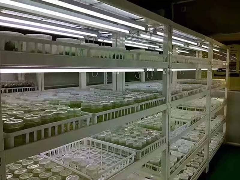 培养架、草莓免费视频架、光照培养架