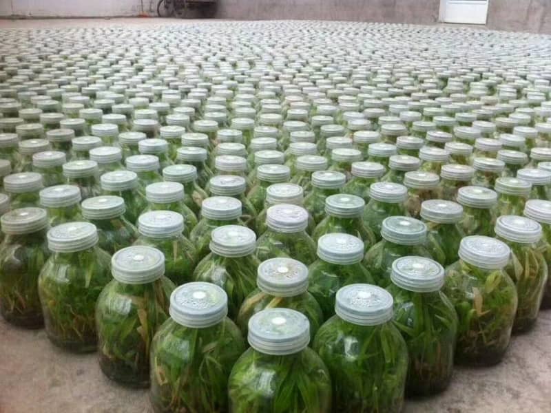 草莓免费视频  草莓免费视频瓶