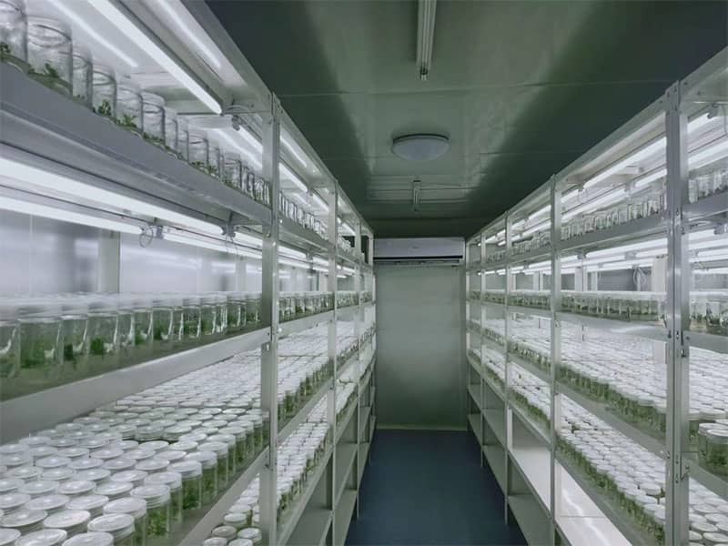 草莓免费视频  草莓免费视频设备  植物草莓免费视频