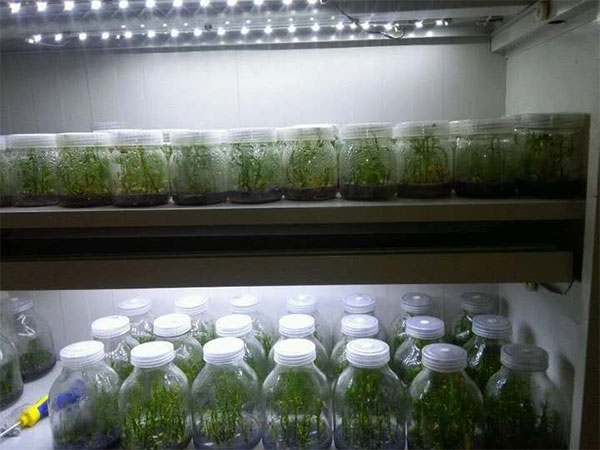 影响木本观赏植物草莓免费视频技术的要素分析