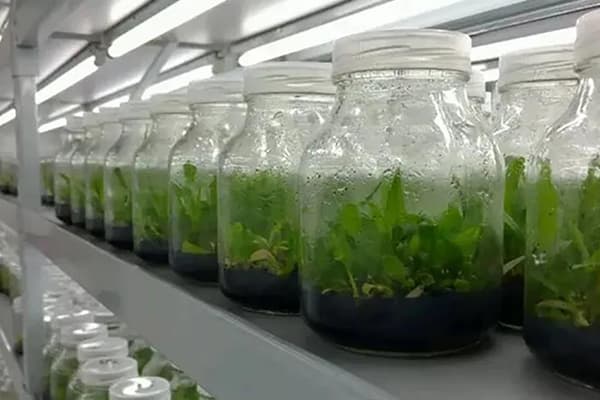 草莓免费视频设备