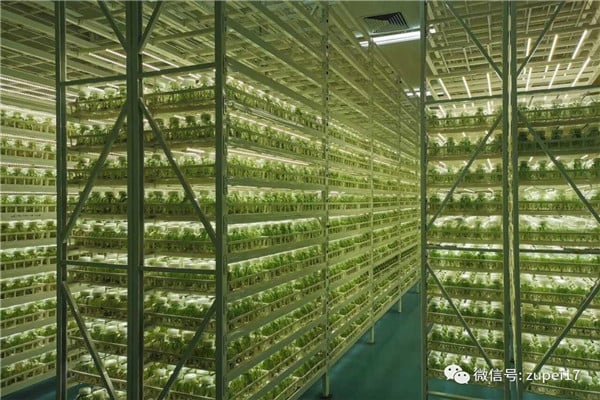 草莓免费视频仪器设备