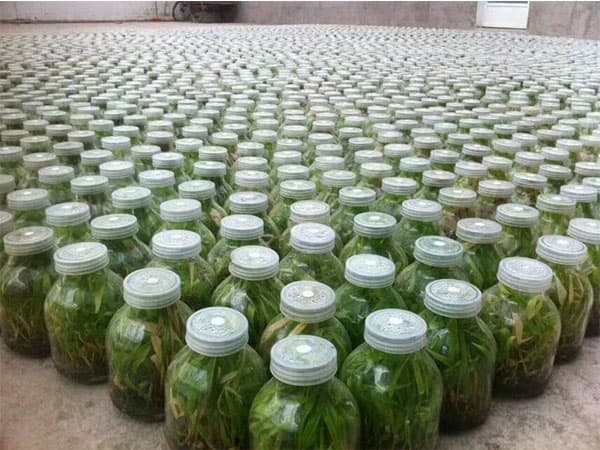 草莓免费视频  草莓免费视频瓶