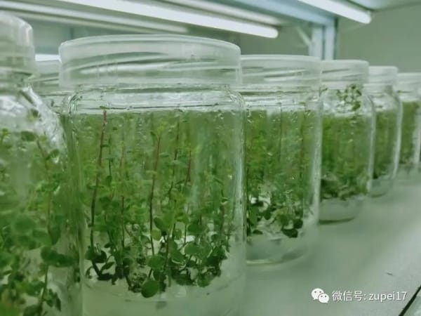 草莓免费视频