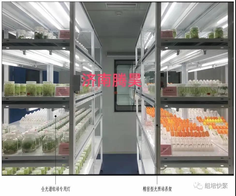 组织培养，草莓免费视频架，草莓免费视频疑问