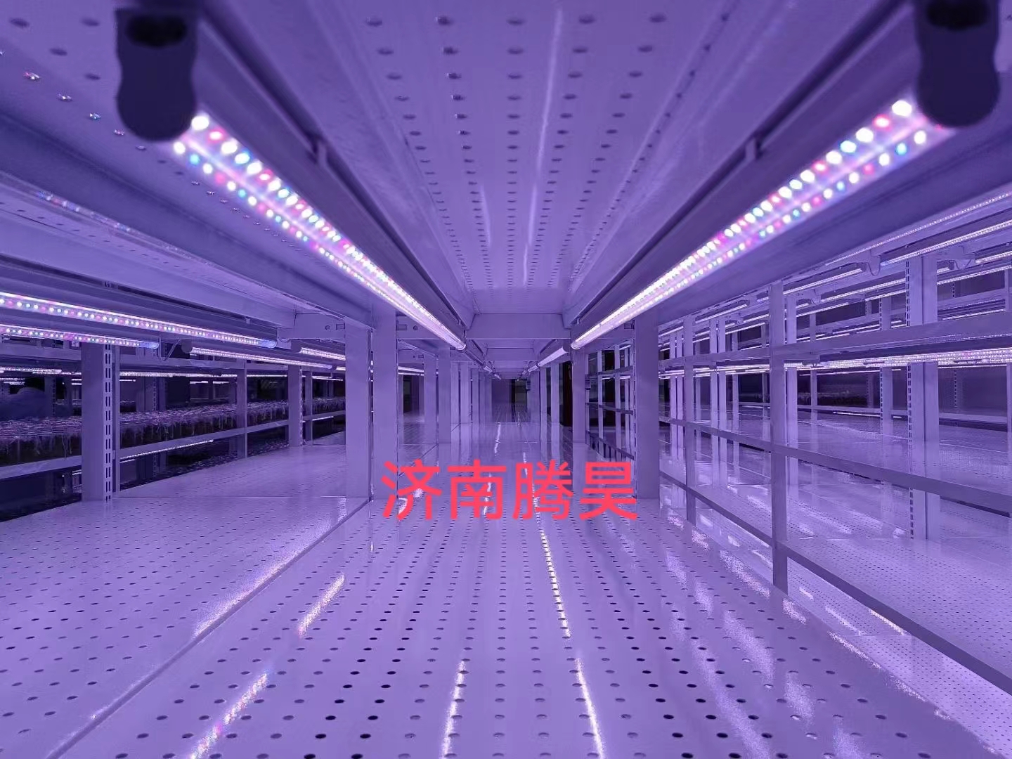 草莓免费视频架，培养架，光照培养架，草莓免费视频室设计，草莓免费视频室无菌净化
