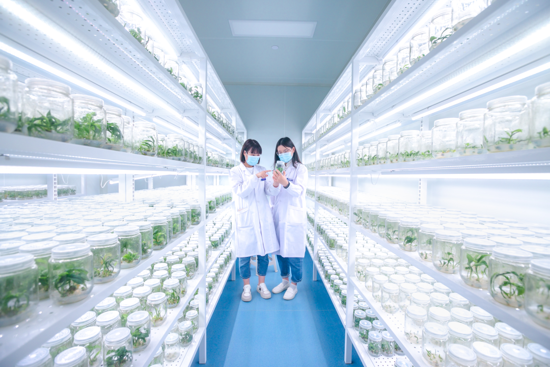 草莓免费视频架，培养架，光照培养架